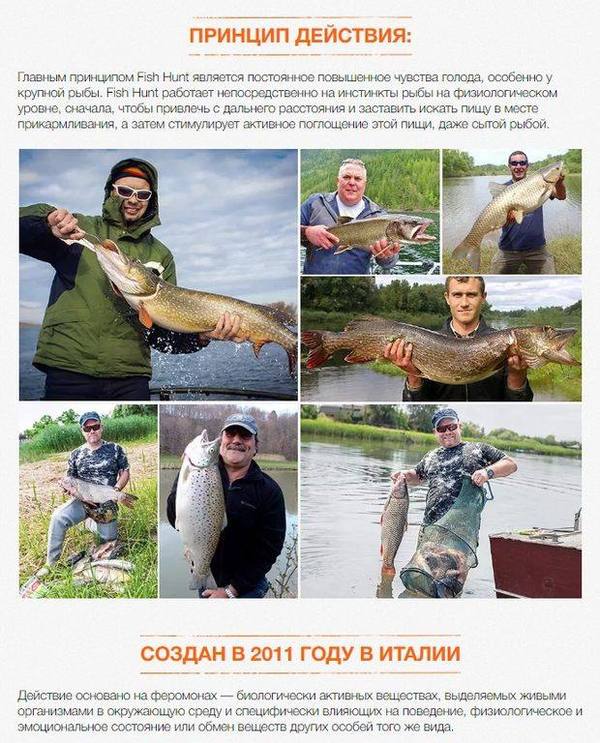 Fish Hunt қалай жұмыс істейді