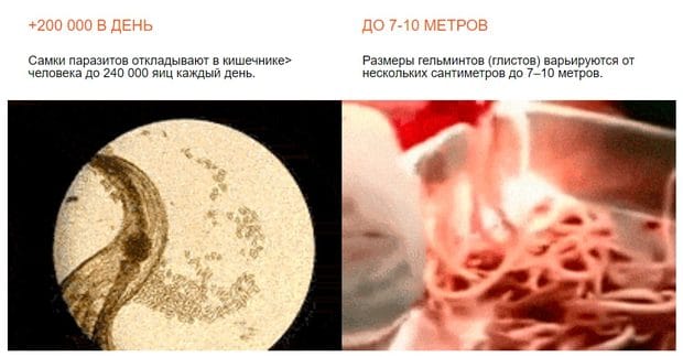 Klinistil паразиттерге қарсы құрал