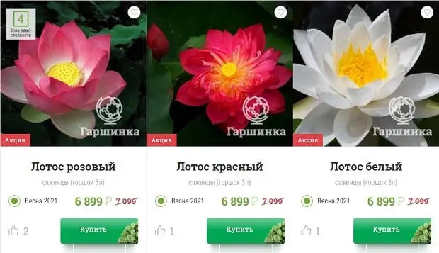 garshinka.ru лотос көшеттері